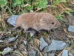 Brown vole