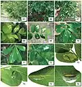 Life history of Micrurapteryx caraganella sp. n. in Siberia, Russia. 65 the species’ habitat 66–67 heavily defoliated bushes of Caragana arborescens 68–69 blotch mines on the upperside of the leaf, at transmitted light, with visible larva in one of the mines 70–71 mines on Caragana frutex, with long initial tunnels on the low side of the leaf (71) 72 mine on the leaf of Medicago sativa 73 larvae ejecting fecal pellets out of the leaf mine by protruding rear part of the body through a slit on low side of the leaf on Caragana boisii 74 larva vacating the mine on the low side of the leaf 75 larva spinning the cocoon on upper side of the leaf along the midrib 76 pupa in the transparent cocoon on lower side, perpendicular to the midrib. Collection sites: 65, 68, 69 Novosibirsk, Central Siberian botanical garden SB RAS, C. arborescens, 08.VIII.2012 73, 74 same place, C. boisii, 14.VI.2012 66, 67 Omsk, Victory Park, C. arborescens, 23.VII.2015 70, 71 same place and date, C. frutex; 72 same place and date, M. sativa 75, 76 Krasnoyarsk, Akademgorodok, the left bank of the river Yenisei, C. arborescens, 15.VII.2013.
