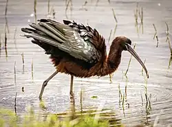 Glossy ibis, Alviano