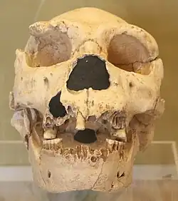 The Miguelón skull in a museum