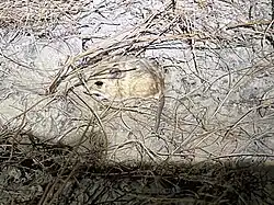 Brown rat