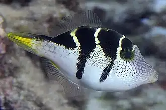 Young female