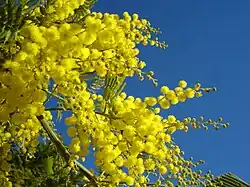 Image 36Yellow mimosa is the symbol of International Women's Day in Italy as well as in Russia, Ukraine and many other ex-Soviet Union republics (from International Women's Day)