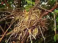 Nest