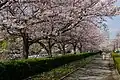 cherry blossom promenade