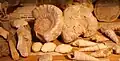 Fossils at the Museum of Minerals