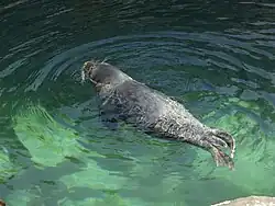 Mingulay - Swimming seal