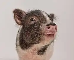 close-up of a minipig