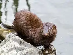 Three-quarter photograph of an animal at the water's edge, elongated body, wet fur. The face shows a pink nose, black eyes, and rounded ears.
