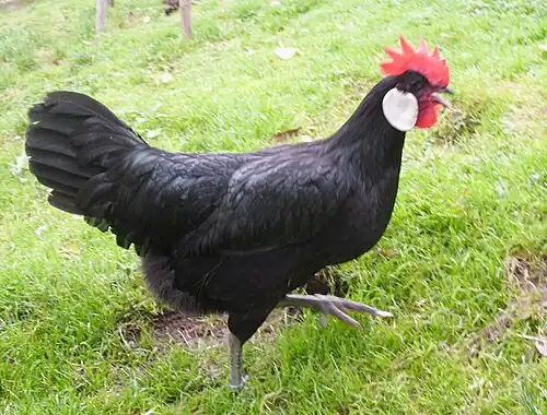 Black hen