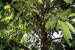 Tropical tree with large green leaves