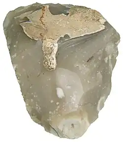 A hand axe made of Miorcani flint from the Cenomanian chalky marl layer of the Moldavian Plateau (c. 7.5&nbsp;cm wide)