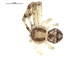 M. bellulus
