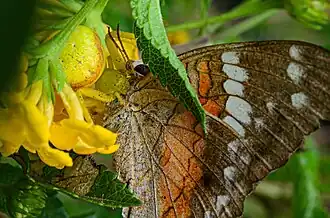 Misumenops calinurus consuming a butterfly;[clarification needed] Porto Alegre, Brazil