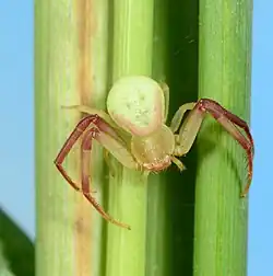 female