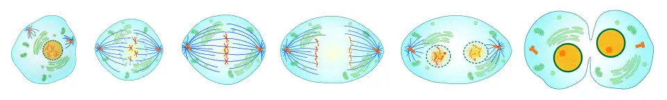 This diagram shows the different steps the cell goes through when it is undergoing cell division.