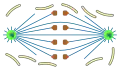 open orthomitosis