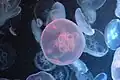 Moon jellyfish