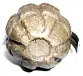 Bottom of a 1920–1942 baseplugged Mk 2