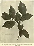 Ulmus plotii Druce leaves, The Gardeners' Chronicle, 1912[45]