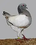 Silver barless Schietti