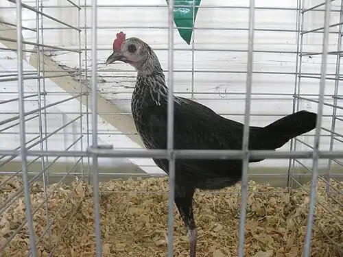 A birchen hen in the United States