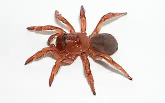 Moggridgea sp.