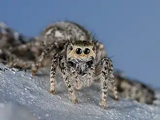 M. larisae