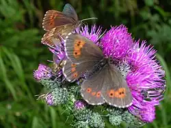 Erebia euryale