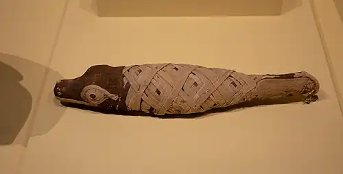 Crocodile baby mummy.