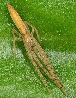 female M. griseus