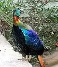 Male monal