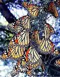 Monarch butterflies (Danaus plexippus) roosting in the fall on their migration south to Mexico[6]
