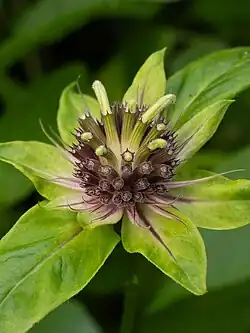Budding inflorescence