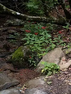 Beebalm near a stream