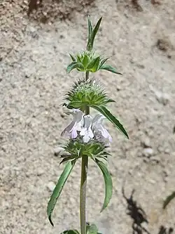 Young inflorescence