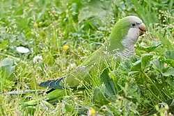 Monk parakeet, Rome