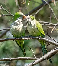 Pair of monk parakeets in Green-Wood Cemetery, Brooklyn, NY