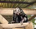 Black monkey
