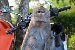 Crab-eating macaque on a motorcycle at the viewpoint near Hat Kai Bae