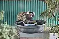 Common marmoset