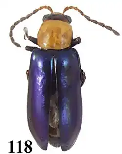 Example species