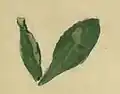 A discoloured leaf of Primula farinosa