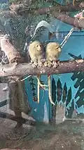 Western pygmy marmoset