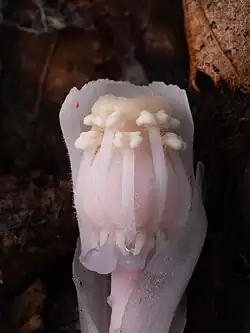 Dissected flower