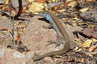 Aspidoscelis pictus in Isla Monserrate