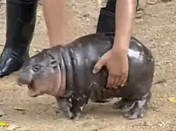 Moo Deng, a baby pygmy hippopotamus, screaming as a zookeeper at Khao Kheow Open Zoo picks her up