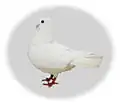 White Mookee