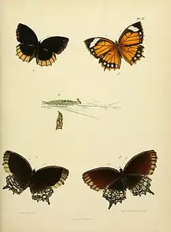 E. h. fraterna Butler, 1871, larva and pupa Figs. 1, 1a, 1b.
