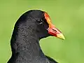 Dusky moorhen